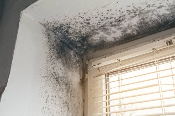 Affordable Hvac And Air Duct Mold Remediation solutions in Benzonia, MI
